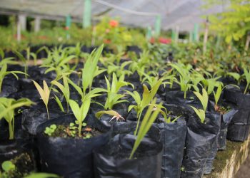 São José promove Semana de Conscientização do Meio Ambiente