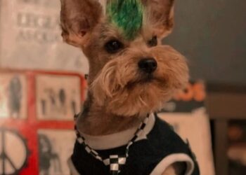 Rock Dog: cães roqueiros concorrem a prêmios no Mundial Rock 2023