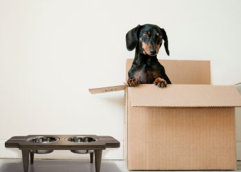 3ª edição do Bazar Exclusive Decor Chris Ribeiro acontece em São José