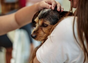 Continente Shopping oportunizou 150 adoções de cães e gatos em 2023