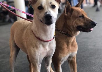 Evento incentiva a adoção de animais adultos