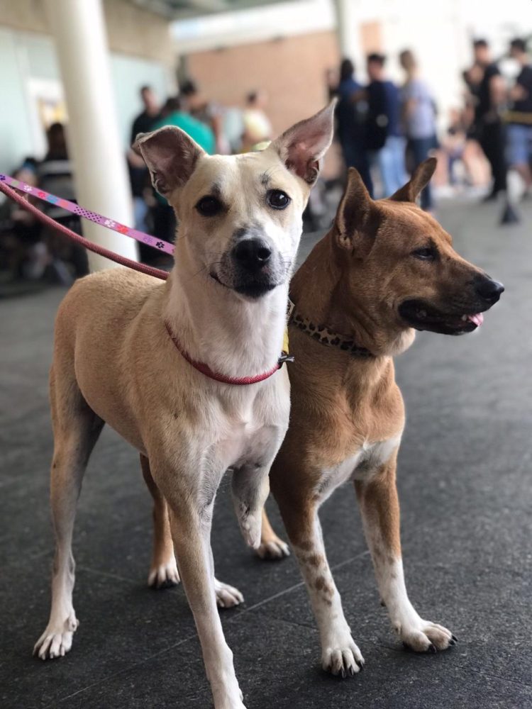 Evento incentiva a adoção de animais adultos