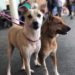 Evento incentiva a adoção de animais adultos