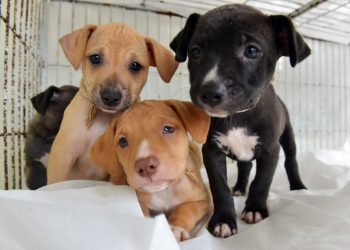 Feira de Adoção de Animais, Coletivo Artesanal e Campanha de Vacinação contra Poliomielite neste fim de semana