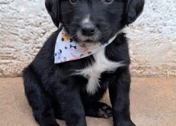 K-Platz Mall realiza feira de adoção de pets