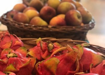 Shopping Continente recebe feiras de orgânicos e de adoção de animais