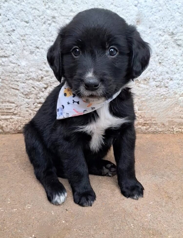 K-Platz Mall realiza feira de adoção de pets