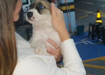 Feira da Adoção comemora resultado dos eventos em São José