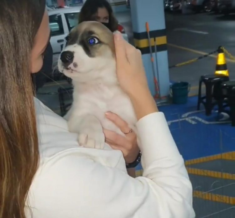 Feira da Adoção comemora resultado dos eventos em São José